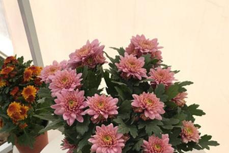 多头菊适合放门店吗
