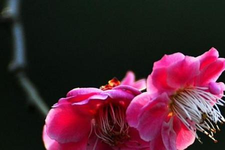 梅花4代表什么