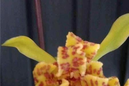 紫云丹霞蕙兰特征
