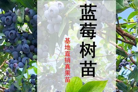 蓝莓薄雾大概有多高