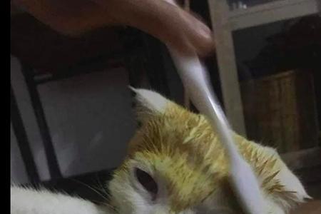 姜黄猫是什么品种