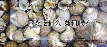 家养海螺吃什么