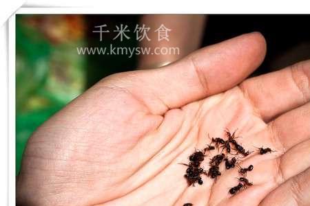 多刺蚁好养吗