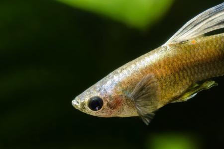 孔雀鱼食性