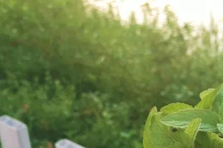 薄荷叶子为什么摸上去皱巴巴