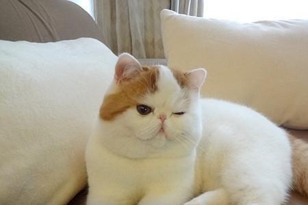 什么样的猫算正宗的加菲猫