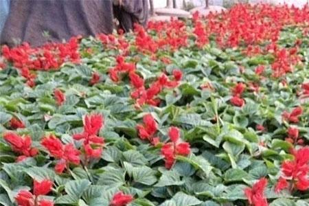 一串红大棚种植方法