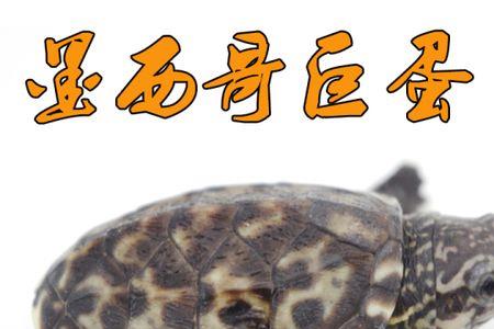 巨头蛋龟苗怎么挑选