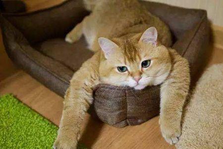 猫睡整宿觉吗