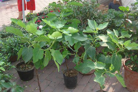 无花果树怎么能尽快长粗