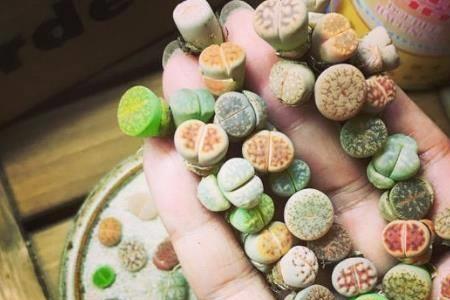 生石花一年能长多大