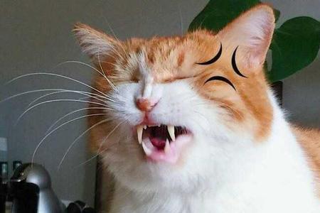 男生说喜欢猫怎么回
