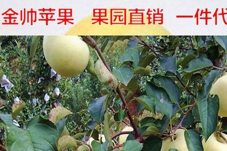 金帅苹果落青叶咋回事