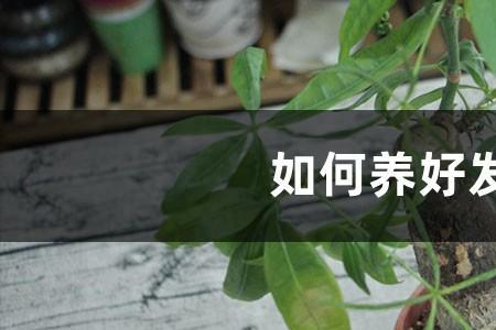 发财树干桩如何养