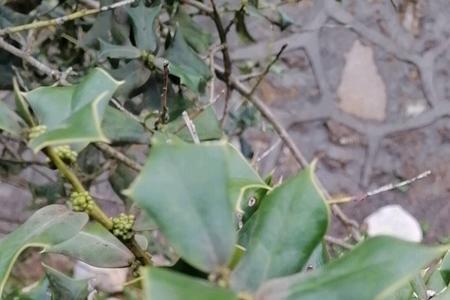 老鼠刺种植方法