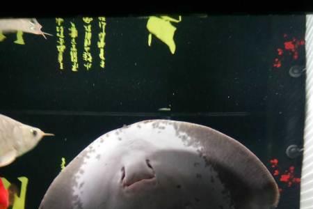 魟鱼单养公好还是母好