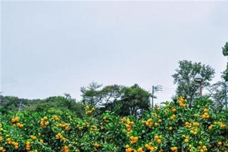 8月瓜果播种时间表