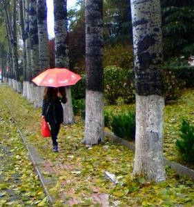 秋雨的梗