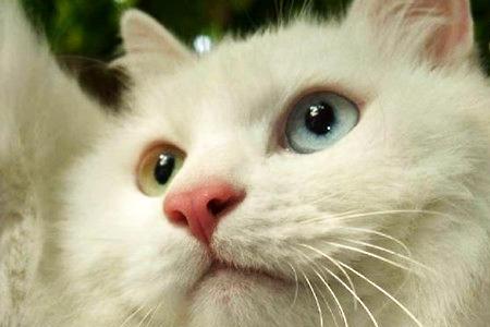 小猫胡须聚一起什么意思
