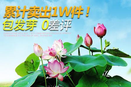 水培莲花种子几天换一次水