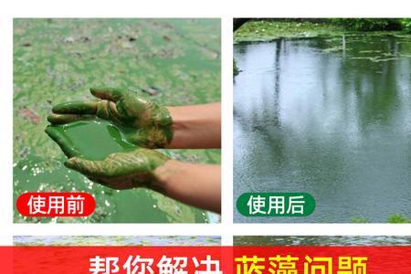 养鱼绿藻与绿水的区别