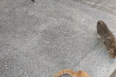 猫跑隔壁去了怎么抓回来