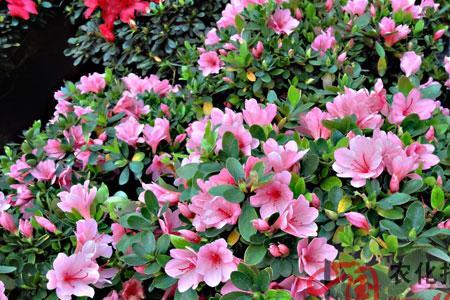 雾岛杜鹃种植方法