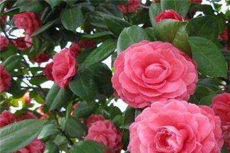 六月茶花开寓意