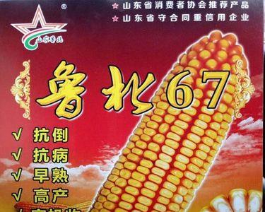河北农大778玉米品种好不好