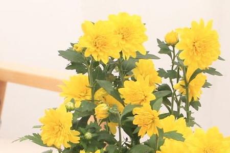 菊花叶子在变黄用什么治