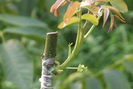 核桃热粘皮嫁接时间和方法