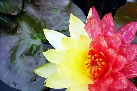 什么是水中花