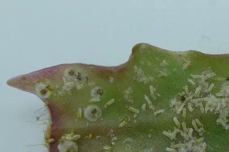 介壳虫有几种颜色
