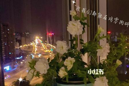 伊丽莎白矮牵牛有香味吗