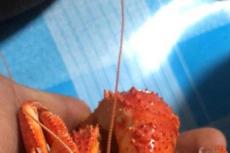 螃蟹为什么比虾还鲜