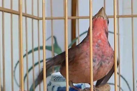 麻料母鸟换毛后会变黄吗