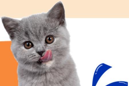 为什么小猫爱吃便宜的猫粮