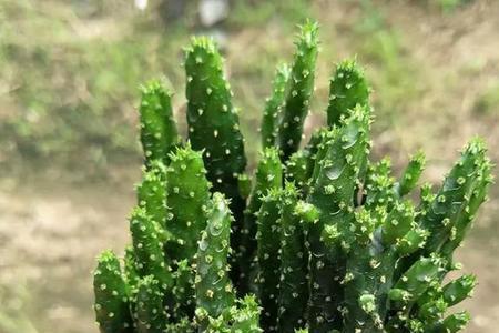 跟仙人掌类似的植物有哪些