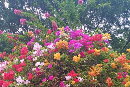 柳州植物园7月份有什么花