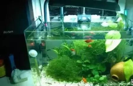 生态缸跟氧气缸的区别