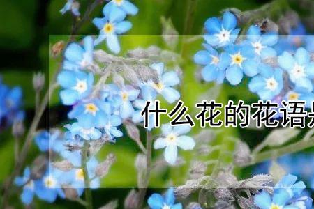 什么花的花语表示身不由己