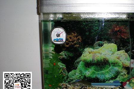 圆形鱼缸养几条鱼最好