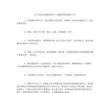 关于养宠物的词语