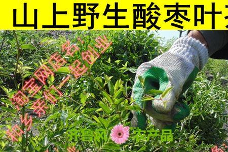 山枣叶什么时候采好