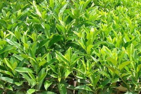 南非茉莉什么季节修剪