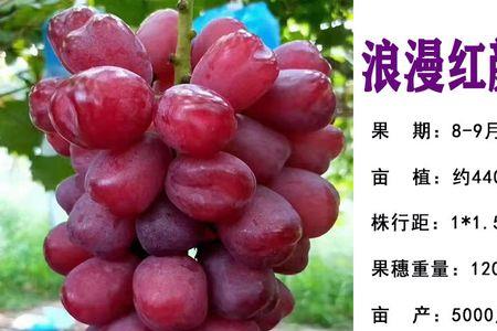 南方树葡萄在北方可以种植吗