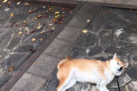 柴犬每天饭前遛还是饭后遛