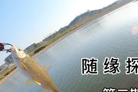 增江路亚用什么饵钓