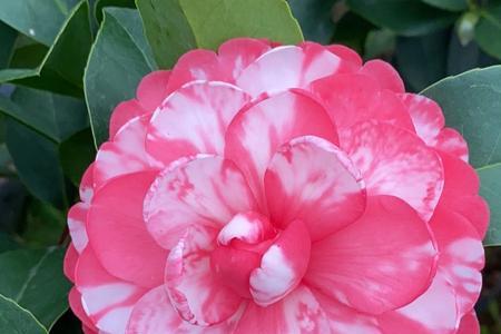 重瓣四季茶花养殖方法