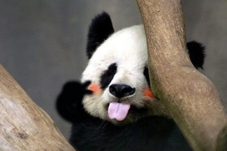 三团是什么动物